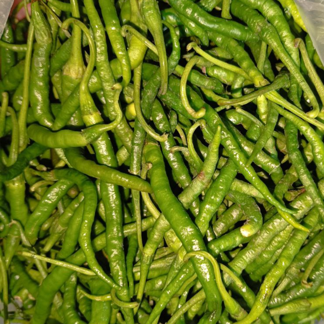 Cabai Hijau Keriting