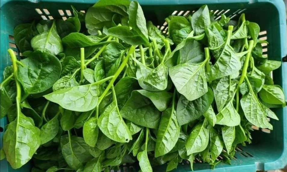 Bayam Hijau Segar